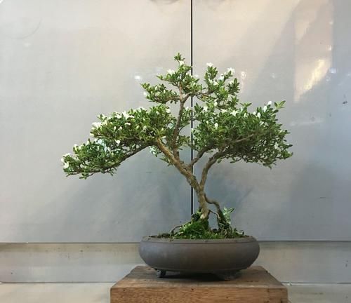  『开花』六月雪叶子发黄干边开花小是怎么回事？4点原因容易被忽视