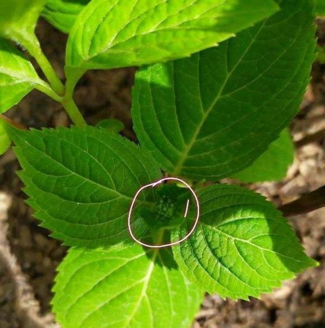  「导致绣球花」绣球长花苞正当时，花苞发黑怎么办？4个原因，教你破解