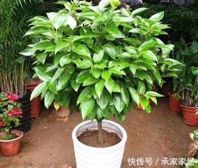 「佛系」客厅养花别“佛系”,3种花最合适,“聚财养人”好寓意,上档次