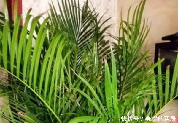 【乱养】客厅别乱养“花”,这3种树,招财“杀菌”还能吸甲醛,比绿萝强