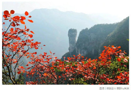“巫山红叶节”开幕啦！万山红遍，赴一场与红叶的约定