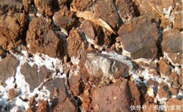 #鸡蛋和油渣#苏大爷家的紫薇树年年“开满枝”,他偷偷说:我给树“开荤”了!