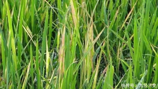  产品@农村怎么提高经济收入？