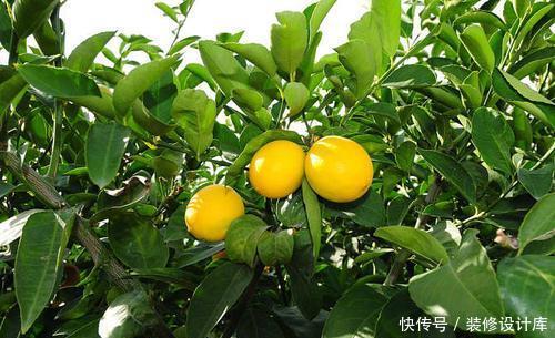  『清香木』3种带香味的树，家里养一棵，四季清香，人人见了都喜欢