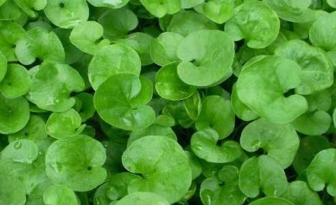  『盆栽』养花就养花期长的，花量大花色艳，芳香熏满屋，阳台盆栽首选