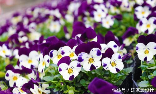 【漂亮】喜欢在家中养护花卉,就养3种花卉,花色艳丽,花期长,优美漂亮