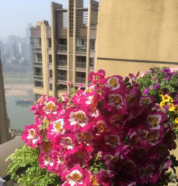 「彩云」喜欢菊花,不如养盆“菊中精品”绿云,花开似“彩云”,开花爆盆