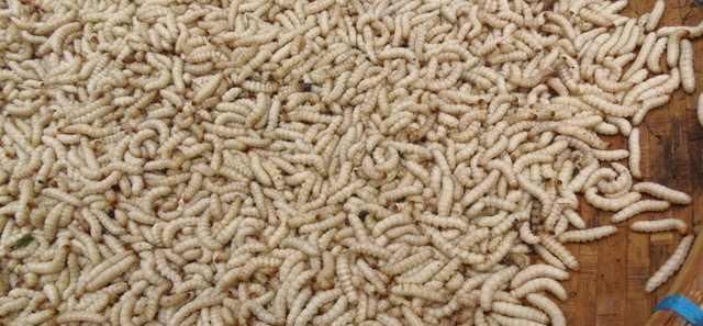 去了一趟老挝菜市场被吓到了，老挝人真的是什么都敢卖啊