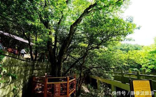  「堪称」中国最珍贵的树，全世界只此一株价值连城，堪称“国宝