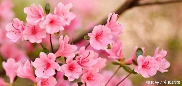 「天生」“越活越年轻”的3生肖女,一个会保养,一个爱打扮,一个天生的