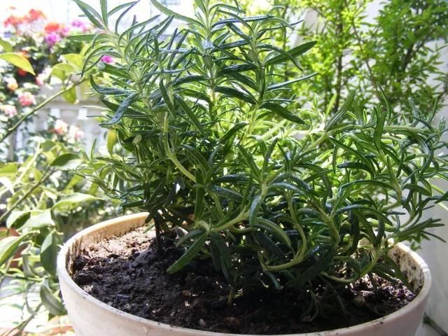 #提神醒脑#驱蚊 | 18种除虫香草,杀菌驱蚊虫,叶子还能炒菜吃