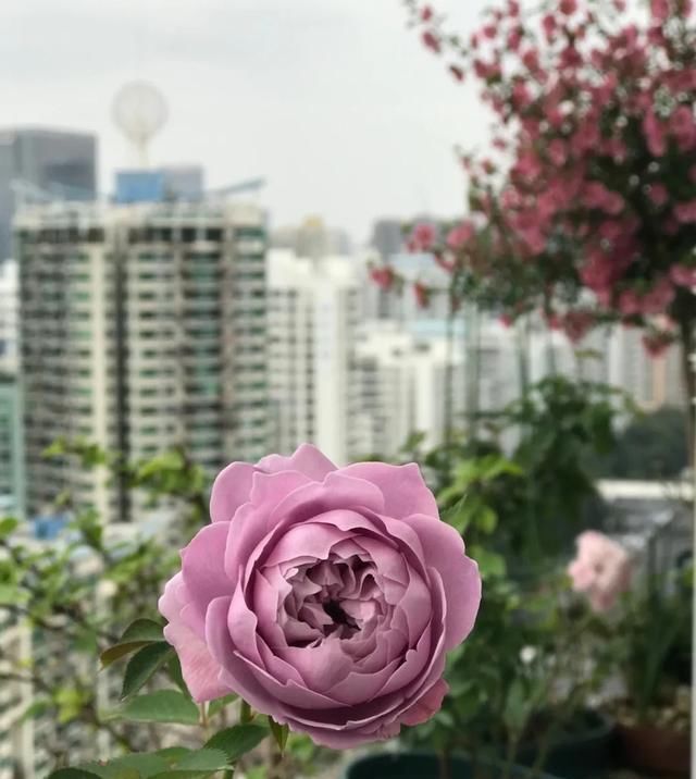  『丰花性好』狼家自育的表现到底如何，戳进来看看花友们的大实话
