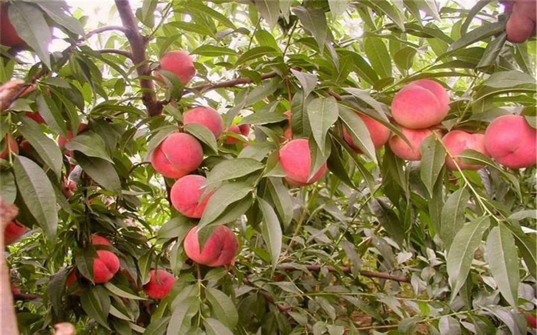  『生长的芽』种植桃子注重细节管理，这两方面要格外注意，新手要牢记在心