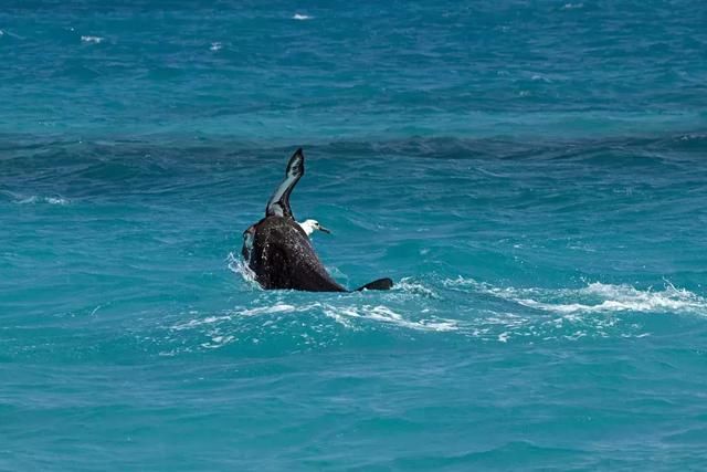 这个海岛马上大火，趁着便宜~你真的不来看一看吗?