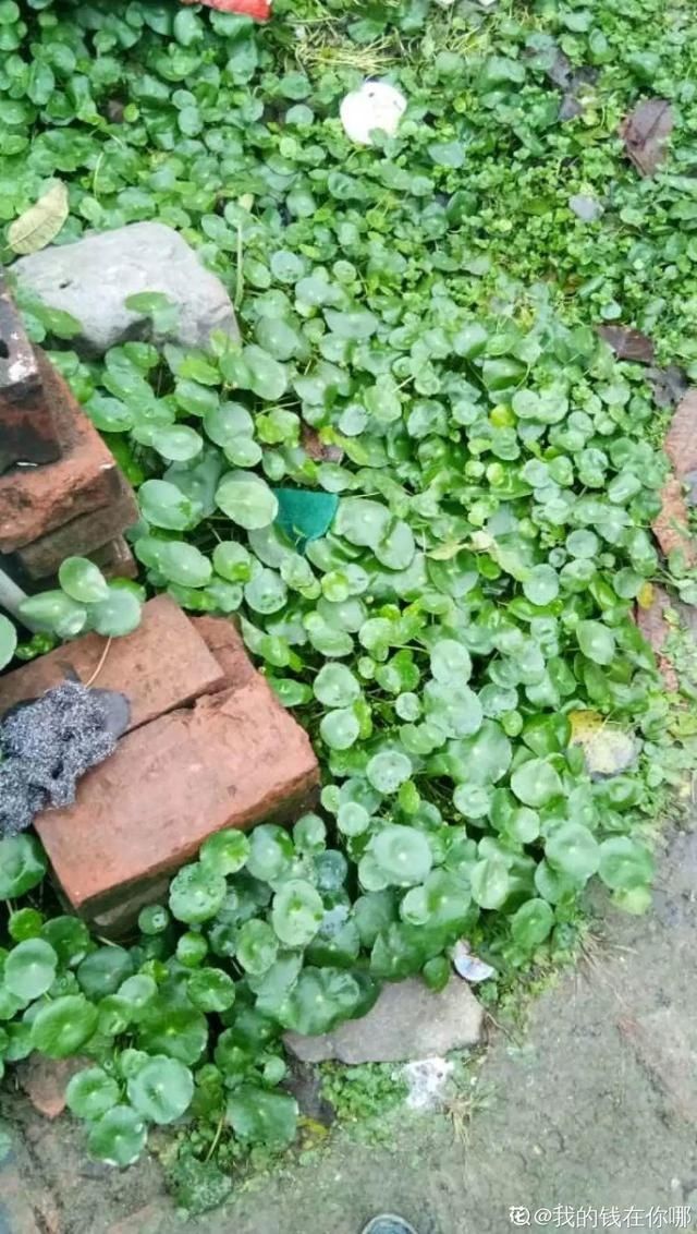  「得像」急性子就养铜钱草，俩月爆满整个家，多得像生物入侵