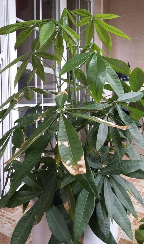 「养好」养好发财树,这几个“细节”要注意,不能疏忽,小心黄叶子