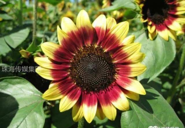  公园的向：超罕见白色、黑色向日葵！8千㎡花海！就藏在珠海市区！
