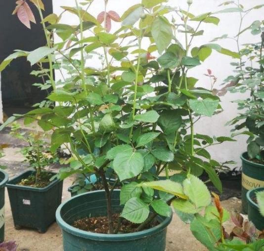 『缓苗』花市这种月季花，竟然是激素苗，难怪搬回家就死！