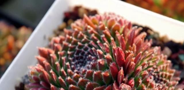  发根|夏天服盆期的多肉，要想发根快，少用这种人人喊好的土壤