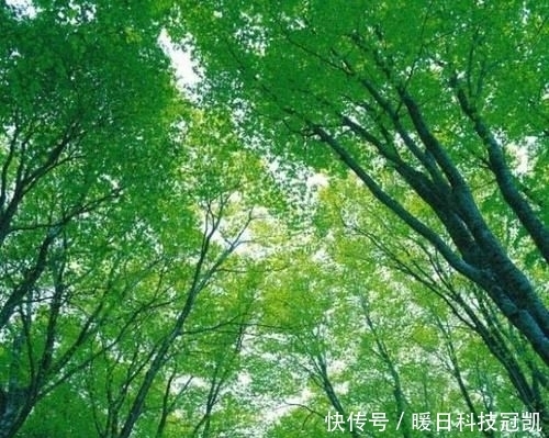  『悲惨』世界上最“悲惨”的树，被掏空修建公路，寿命却只保持了130年