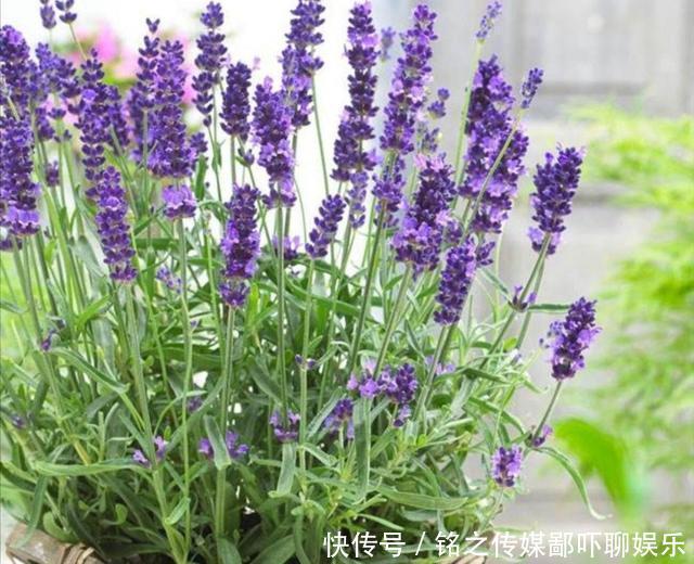  家里|家里养6种驱蚊植物，特殊的香味，使蚊子不敢靠近