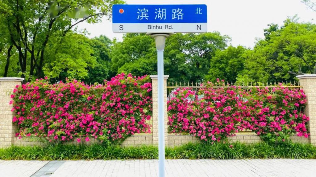  不少：惊艳！月季盛开，松江这条“花路”风景你错过了吗？