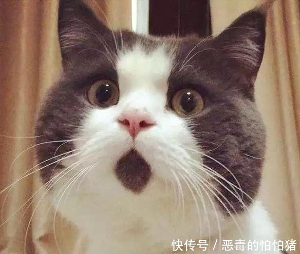  『恕我直言』恕我直言，单眼皮真的太高级了