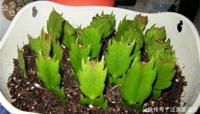  [图片作者]扦插技巧：这6种花现在扦插，丢土里就生根，插多少活多少！