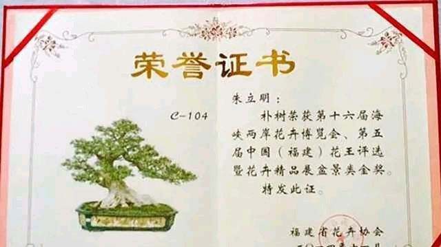  『朱立明』欣赏朱立明的盆景，学会体贴！