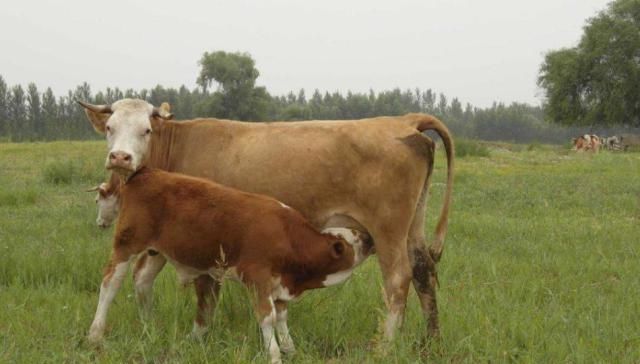  「肉牛」这里有养殖西门塔尔牛的方法，机不可失，大家快点来围观吧