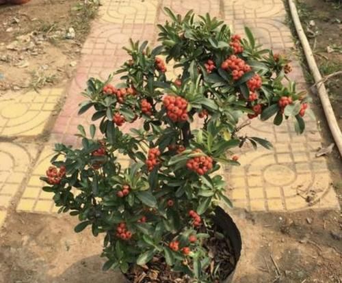  『观赏价值』2020年，若是喜欢“观果树”，就养2种，3年后价值翻倍，挺值钱！
