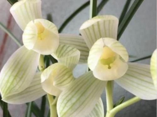  爷爷■爷爷养兰花，6年时间养出千多苗，问及原因，他说做好2点就好