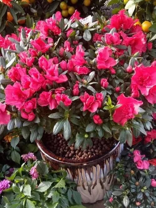 土壤的PH■杜鹃为什么不开花?教你一个小窍门,喂点“白醋”,红花开不停