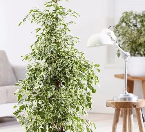  『寓意』这些植物特别好卖，就是起了个好听的名字，寓意就是好