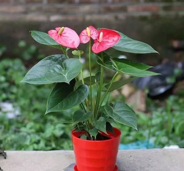  [红豆杉]家中常见的这6种花草都有毒！平时养护要小心