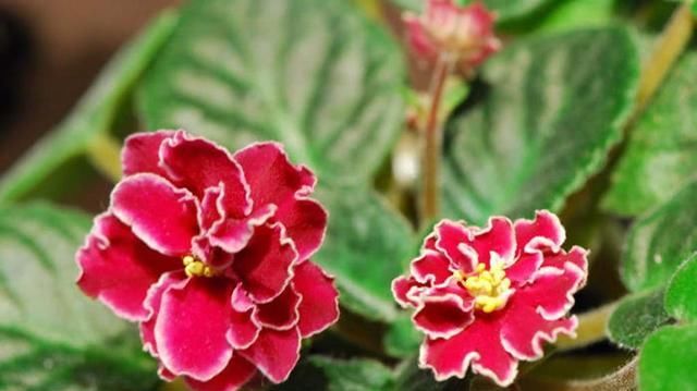  直射光|养花光照很重要，直射光、散射光有何区别？该怎么利用？