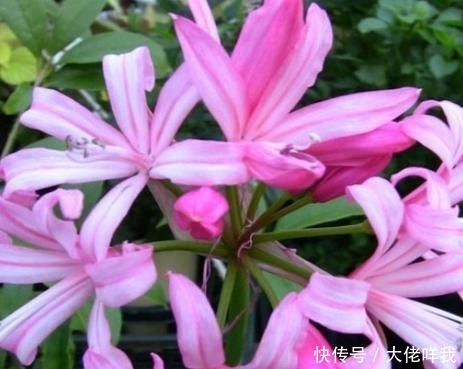  [最简单]到底是彼岸花还是娜丽花？开花爆盆还傻傻分不清，老司机一招区别