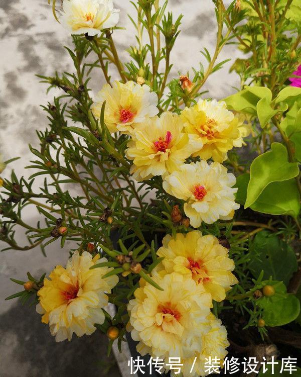 花养|几种花养家里真好看,花朵硕大花期长,美不胜收好养活,养花首选