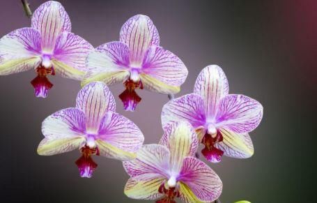  养花@养花不如养这几款，全年开花不断，花开美观又大气，超妖艳，美