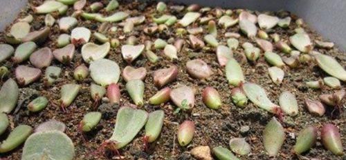  『植物』叶片肥厚多汁，多肉肉嘟嘟爱不释手，具体的叶插方法你会吗？