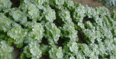  「种子」一亩仅需5克种子，亩产可达5千斤，一斤13元，是农村喜