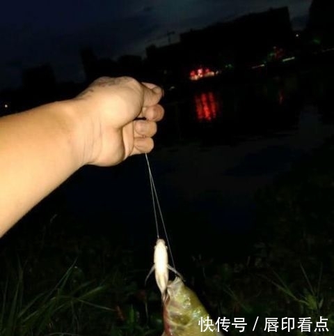  『罗非鱼』不能吃？陕西河道现罗非鱼，当地人担心危害本土鱼，钓起即踩死