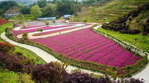  「四季花海」安排！英山这片花海五一花开正好，绝不能错过