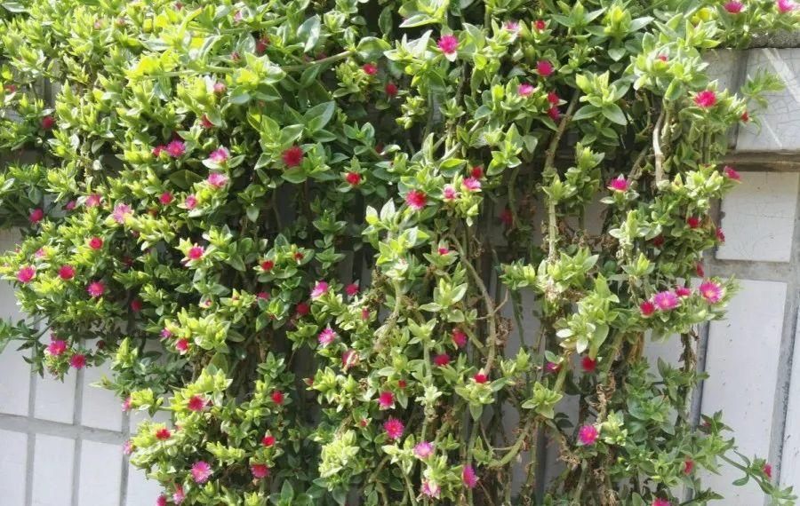 【慎养】这花要慎养,每年砍掉3麻袋,照样蹭蹭长!
