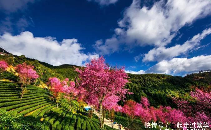 云南这一座山，竟是金庸笔下的仙境，冬樱花正准备开到荼靡