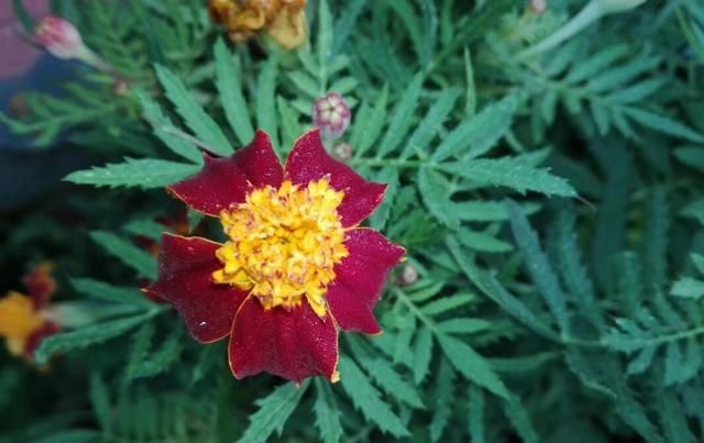  「扦插」学会扦插万寿菊，学会这几点，开花更早更方便