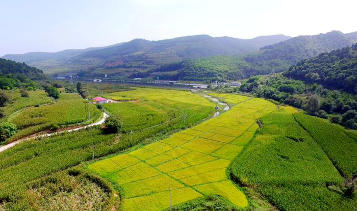 稻花香里说丰年，宜君画里撷秋实