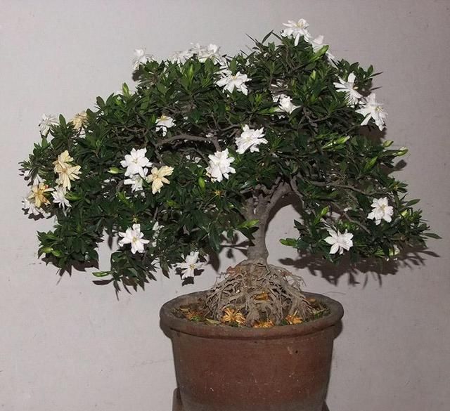 【栀子花】养“栀子花”，注意1个小细节，不黄叶、不掉苞，油绿茂盛开花多