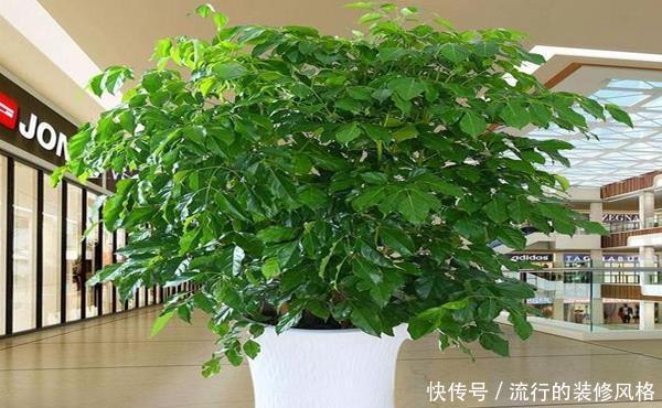  [合适]客厅电视柜养哪些绿植合适？花农都推荐它们，除甲醛一流还招财