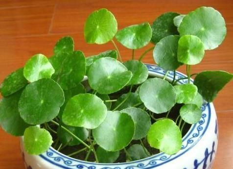  【小巧的植物】上班族盆栽花草选此4款，养护容易、颜值高，为年轻人增添活力
